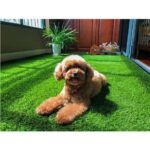 SunGarden Cesped Artificial 2x5m - 40mm - Serie Alpino Superior - Imagen 5