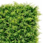 Sungarden Jardin Vertical Serie Jardino 50x50cm - Color Verde - Imagen 3